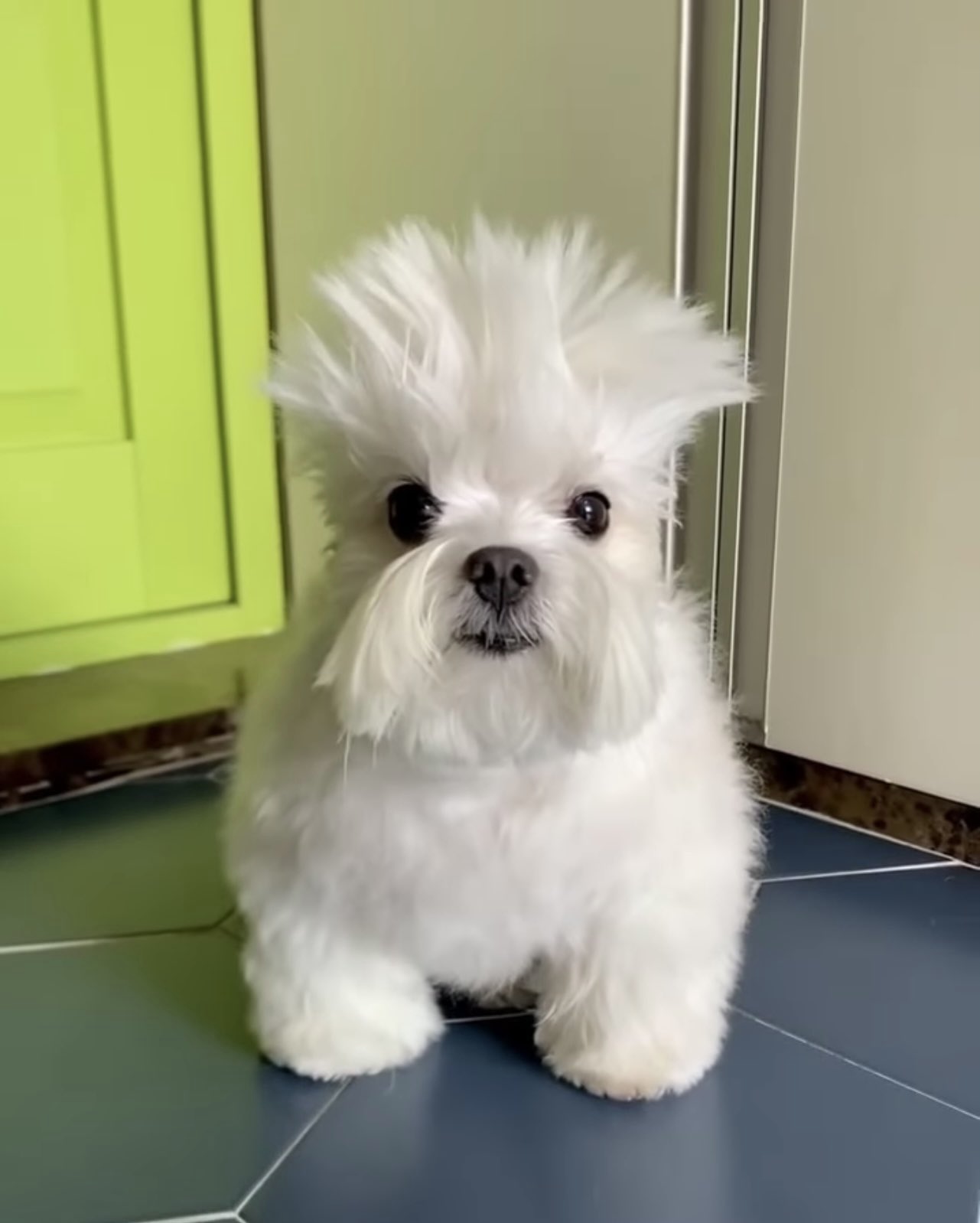 small white dog