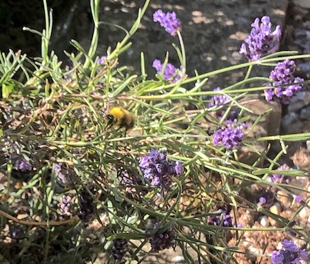 bumblebee in lavender